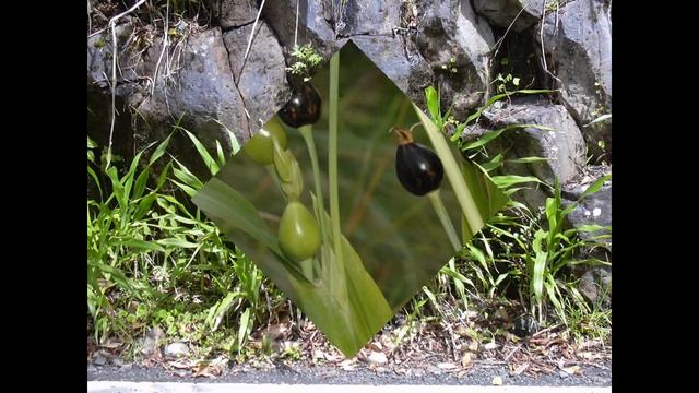 КОИКС, или БУСЕННИК  (COIX)  сем. Злаки