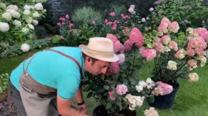 Гортензия / Гортензия метельчатая / Как посадить гортензию / Посадка гортензии