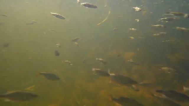 Рыбалка! Жизнь под Поплавком! Underwater life on fishing! смотреть онлайн