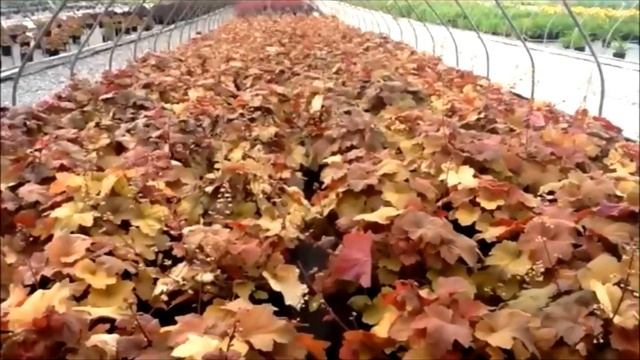 Best Shade Perennials - Coral Bells - Heuchera Southern Comfort смотреть онлайн