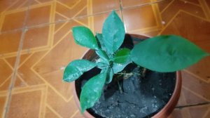 как выростить помело из косточки . Советы повыращиванию.