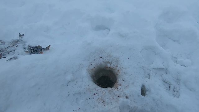 Любимая река, первый выезд начало положенно #ПогодаПоповПорог #Сегозеро #ОтдыхКарелия #РыболовныйГи смотреть онлайн