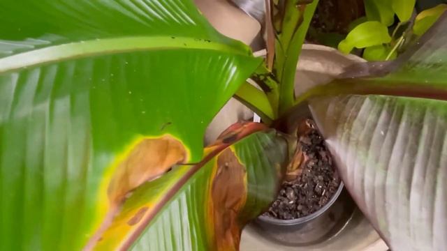 30 day update VARIEGATED BANANA MUSA plant imported Indonesia unboxing 30 day update propagation смотреть онлайн