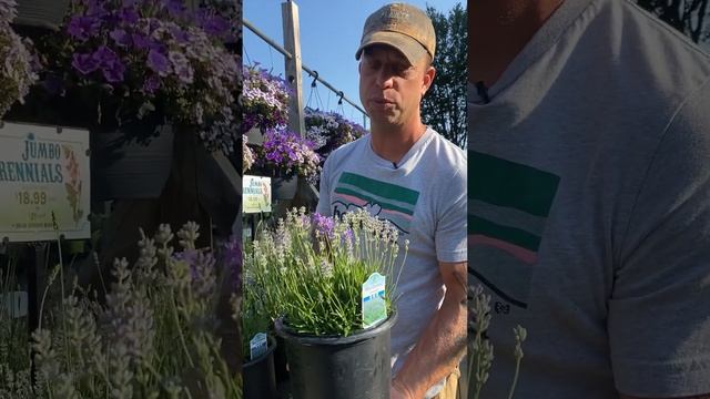 Lavender Tips for Growing in the Midwest смотреть онлайн