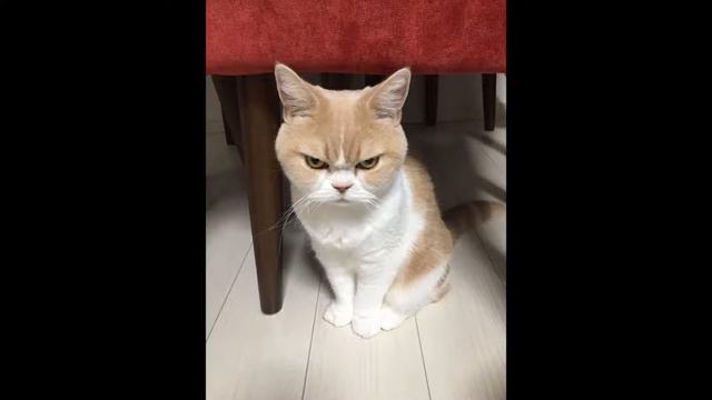 Почему быдло юмор популярен? смотреть онлайн