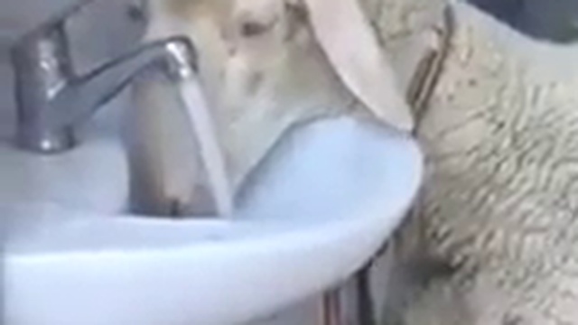 не тупая овца смотреть онлайн