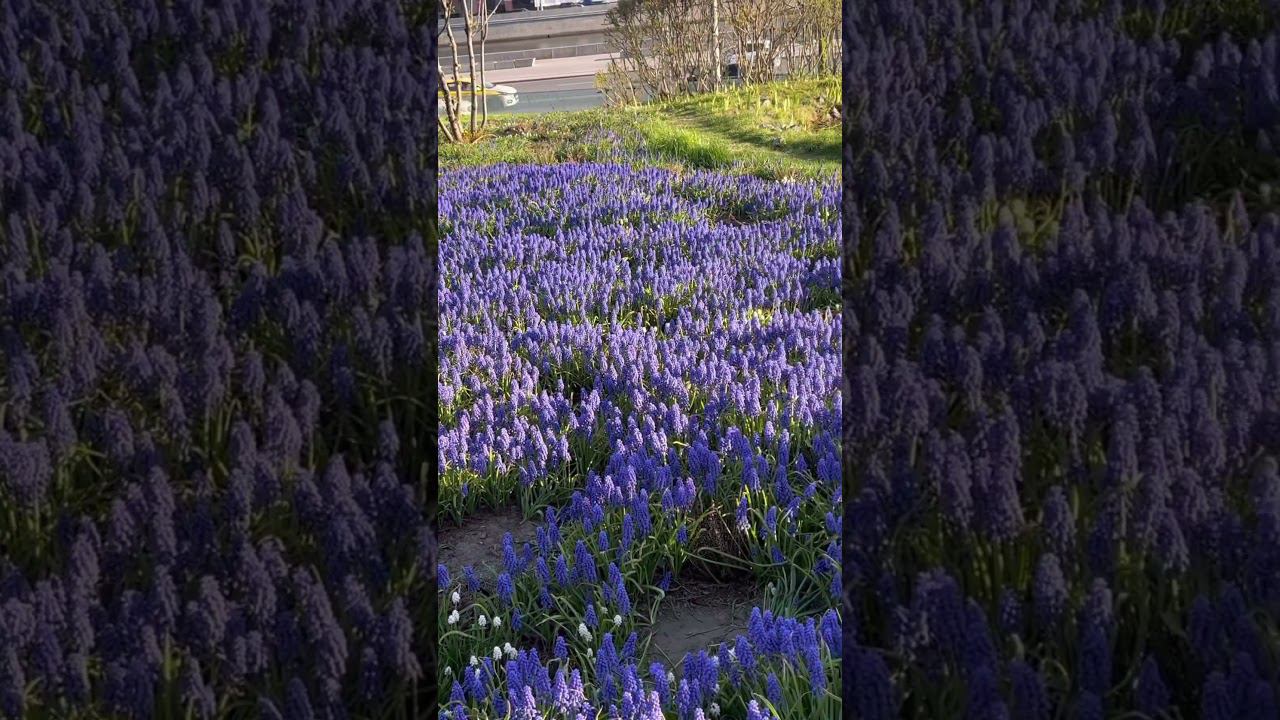 Зарядье / Москва / Цветение Muscari смотреть онлайн