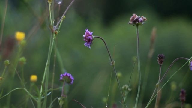 День и ночь... Съемка видео советскими объективами Гелиос (Helios) 44м и Индустар 61 л/з мс. смотреть онлайн