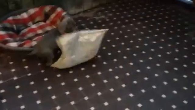 Weimaraner puppy oscar смотреть онлайн