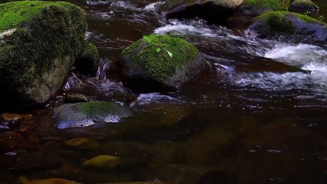 Титанобоа вымерла, но не забыта. Самые огромные хищные змеи, древние животные смотреть онлайн