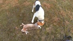 охота на зайца с  гончими