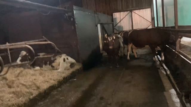 Боксовое содержание для 5-ти коров и больше смотреть онлайн