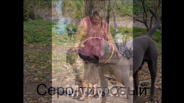 окрасы кане корсо. Colors Cane Corso