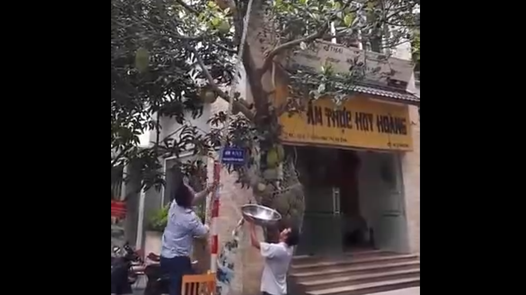 Вьетнамцы собирают джекфрукт смотреть онлайн