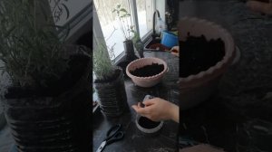 СЕЕМ Лаванду ЮЖАНКУ из семян. УХОД за подросшим саженцем. ПЕРЕДЕРЖКА до высадки в открытый грунт.