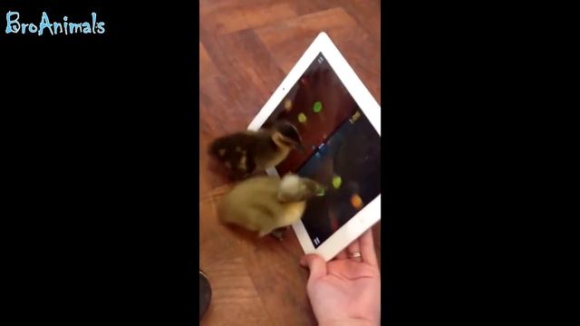 ПРИКОЛЫ С ЖИВОТНЫМИ, смешные птицы - смешное видео, приколы, смотреть онлайн смотреть онлайн