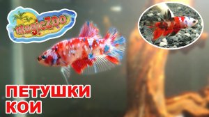 Редкая рыбка петушок. Петушки кои.