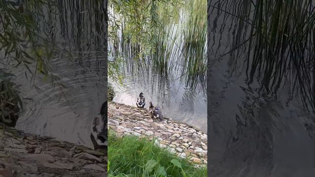 кувшинки нельзя срывать, потому что русалка может рассердиться, схватить человека за руку. смотреть онлайн