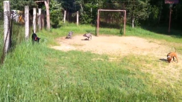Тайский риджбек игры смотреть онлайн