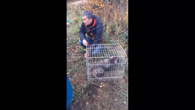 Выпуск животных Октябрь 2019 смотреть онлайн