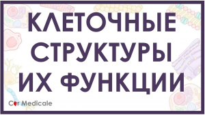 Клеточные структуры и их функции кратко (мембрана, цитоскелет, ядро, митохондрия)