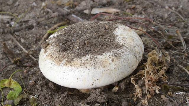 Agaricus bitorquis смотреть онлайн