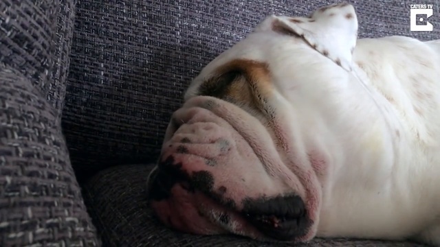 Бульдог храпит как трактор смотреть онлайн