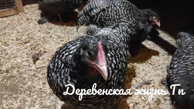 Что влияет на яйценоскость. Про Кур и Яйценоскость у Соседа. Какие куры несут больше яиц. смотреть онлайн