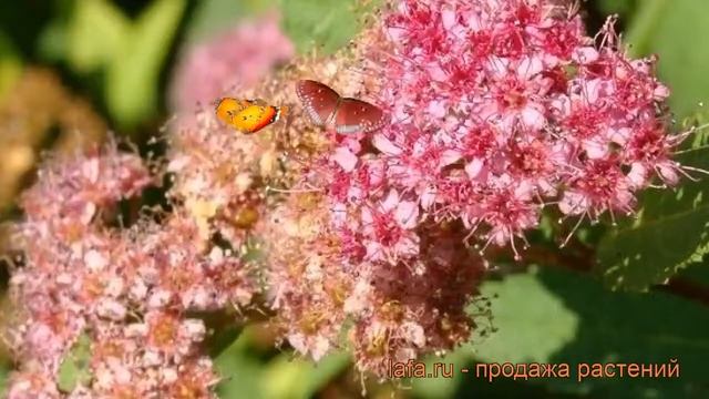 Спирея фрица (spirea) ? фрица спирея обзор: как сажать, саженцы спиреи смотреть онлайн