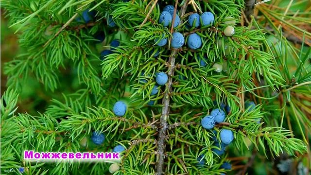 Вкусная флора Кавказа смотреть онлайн