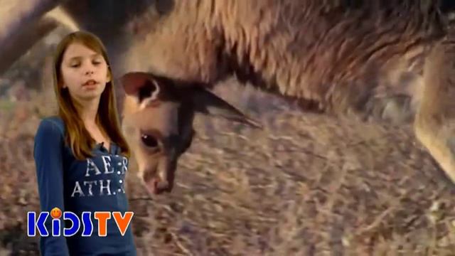 Academy KIDSTV - Путешествие на черепахе №17