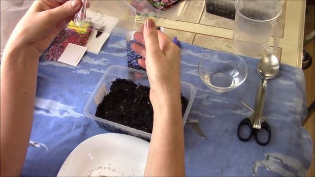 Сею цветы, лобелию и бальзамин. смотреть онлайн