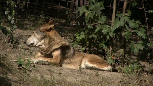 ANIMAL Gray Wolf sun bathing смотреть онлайн