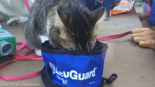 Хаски приняли в свою стаю котенка и воспитали его по собачьи! смотреть онлайн