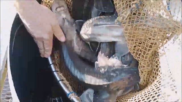 Зарыбление нижнего пруда осетром 100 кг. Клёвое место Лосиный остров. смотреть онлайн