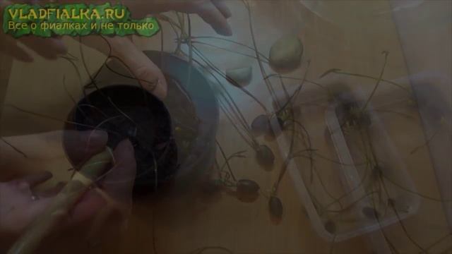 Как вырастить лотос из семян - 3 смотреть онлайн
