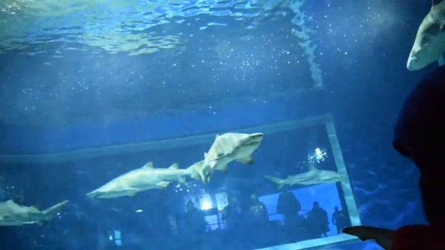 aqua world pt.2 смотреть онлайн