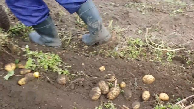 Мотоблок Нева с грохотной картофелекопалкой смотреть онлайн