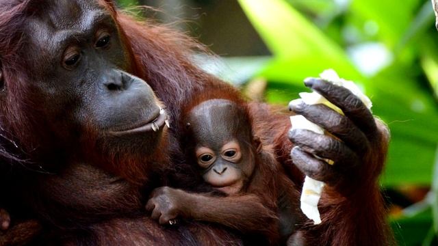 Орангутан - интересные факты смотреть онлайн