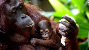 Орангутан - интересные факты