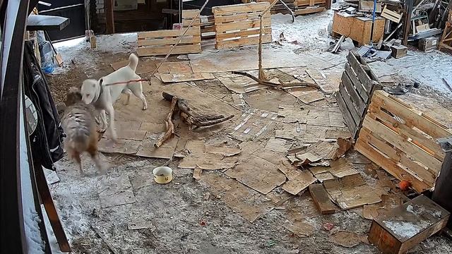 Баран и алабай в отсутствие хозяина смотреть онлайн