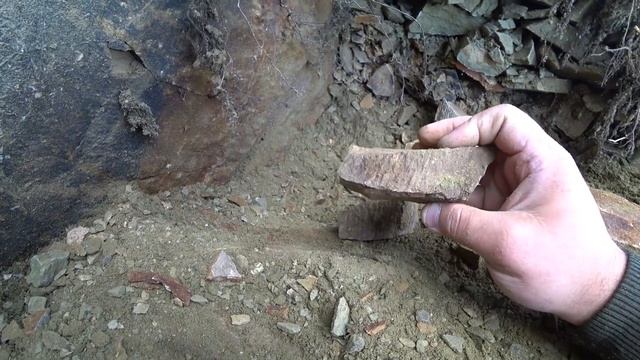 №30 Окаменелости. В поисках чешуйчатых растений смотреть онлайн