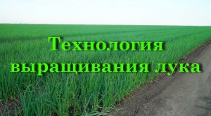 Технология выращивания лука