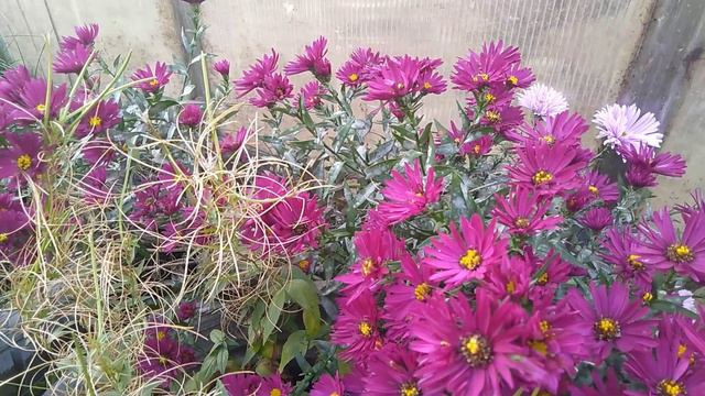 Каталог на нашу продукцию на 2021 год // Ягодная Империя Анастасии