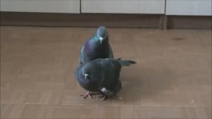 Совокупление голубей