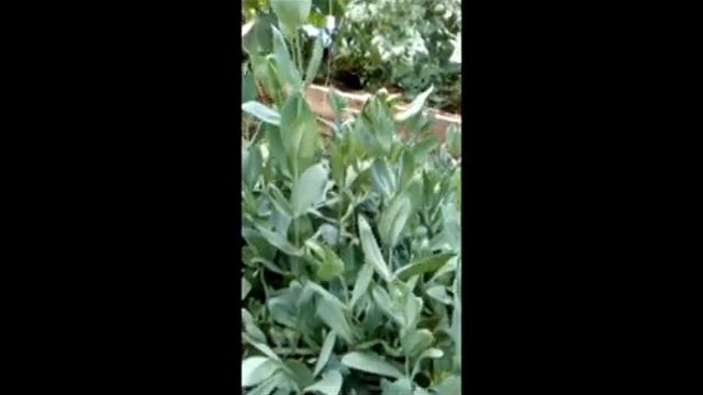 Дыни, арбузы, огурцы в теплице. Матвеева Оксана смотреть онлайн