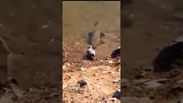 #осетр #fish #белуга #рыбалка #икра #стерлядь #черная #чернаяикра #щука смотреть онлайн