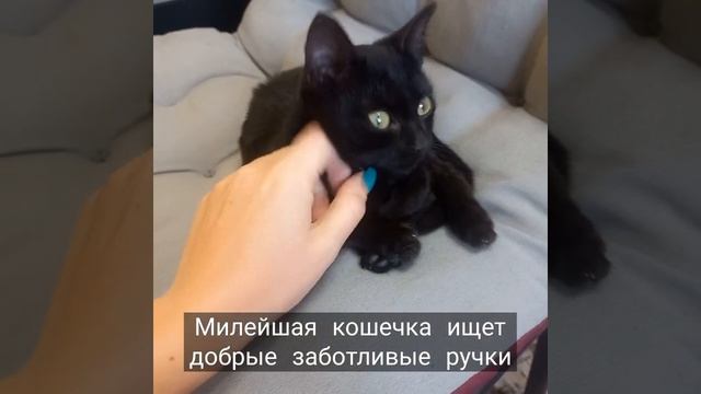 г. Ессентуки. Поможем с доставкой. Кошечке около 2-х месяцев. Лоток на 5+. Очень ласковая.