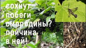 СОХНУТ побеги на смородине! Цикл жизни СТЕКЛЯННИЦЫ и методы борьбы с ней!