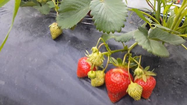 Сорт Скала, новинка 2019 года. смотреть онлайн